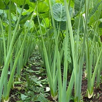 Dọc mùng (bạc hà) tươi ngon VietGAP